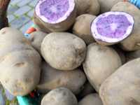 Ziemniak , ziemniaki fioletowe, sadzinki, sadzeniaki