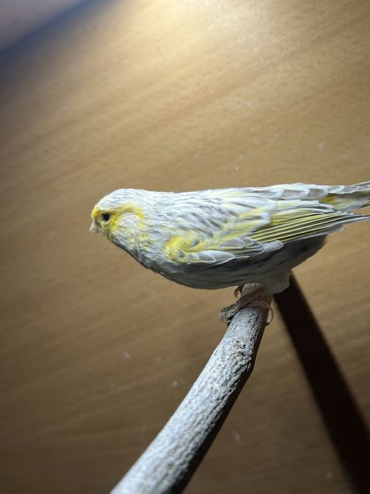 Kanarek Agat opal mozaika żółta