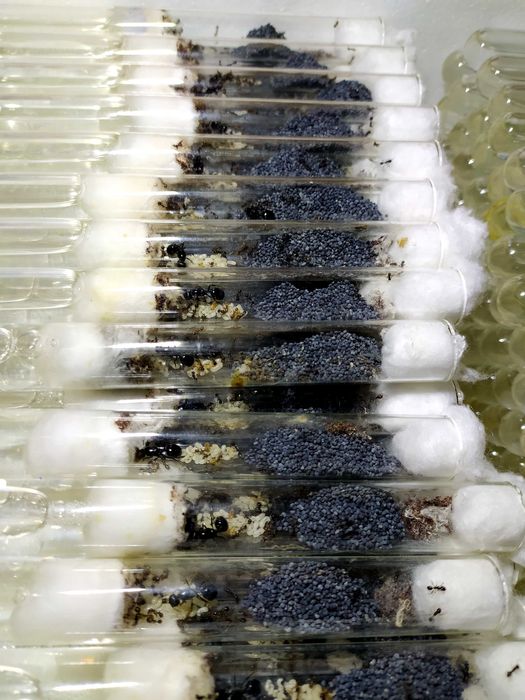 Мурахи-жнеці, колоніі