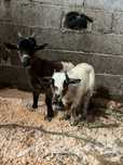 Cabras anas 3 meses