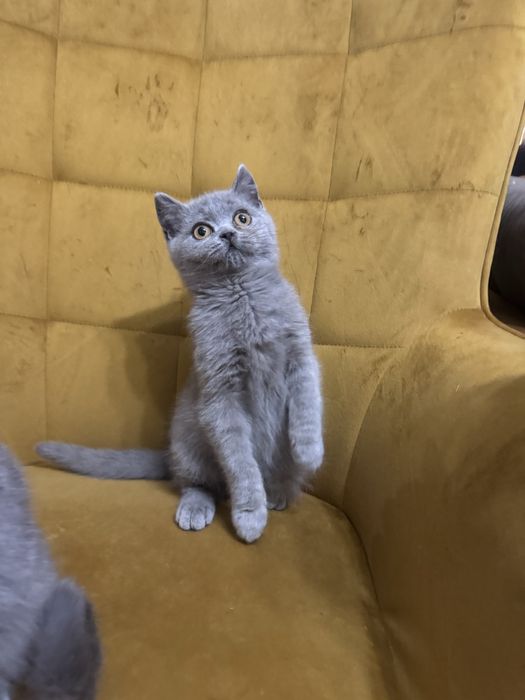 Kocur ,kocurek Brytyjski niebieski Fpl gotowy na zmiane domu