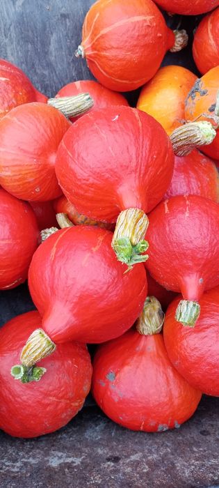 Dynia hokkaido 15 kg bez nawozów z własnej działki