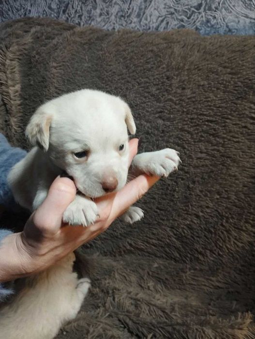 Цуценята чіхуа та коргі