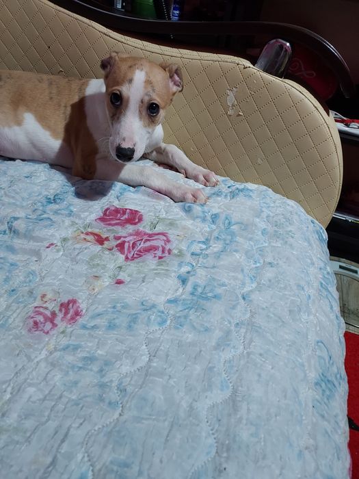 Chart Angielski Whippet  piesek