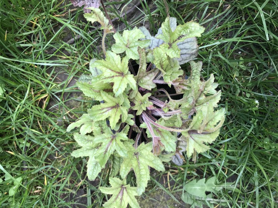 Гейхери сортові в наявності