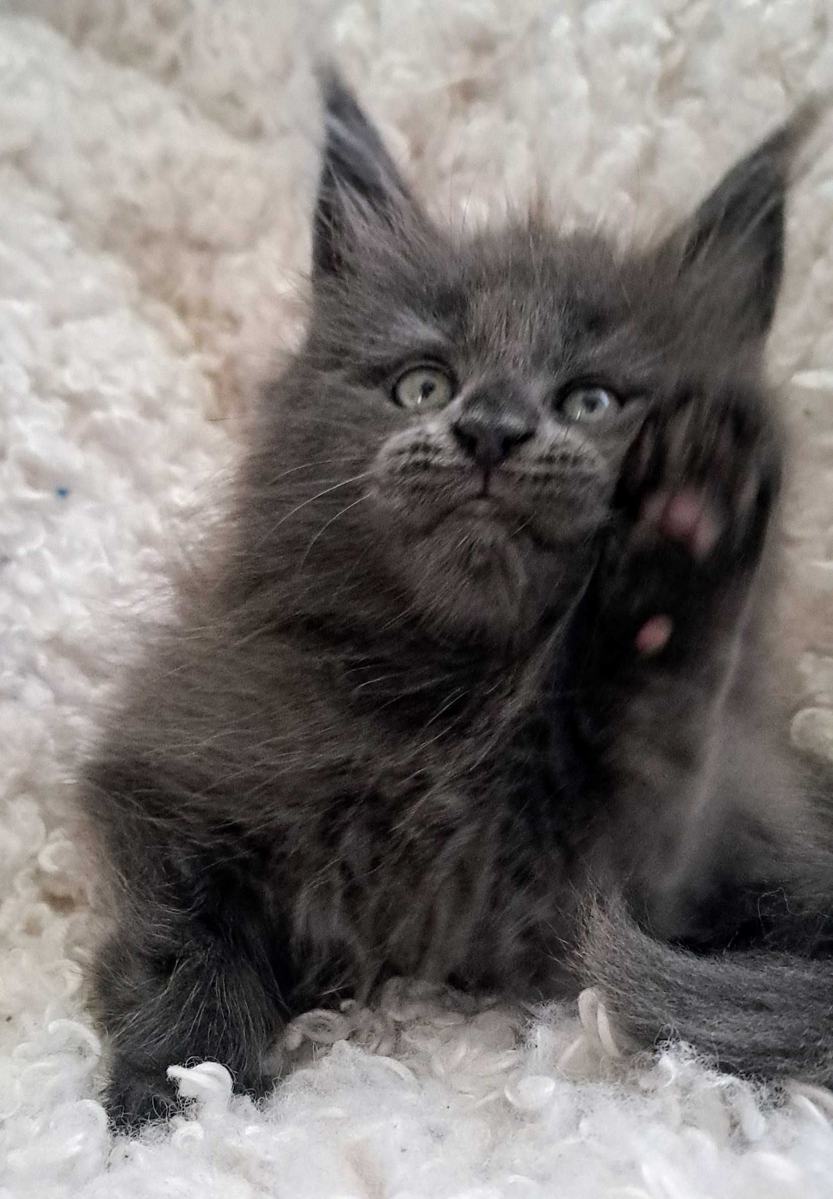 Wyjątkowy Maine Coon
