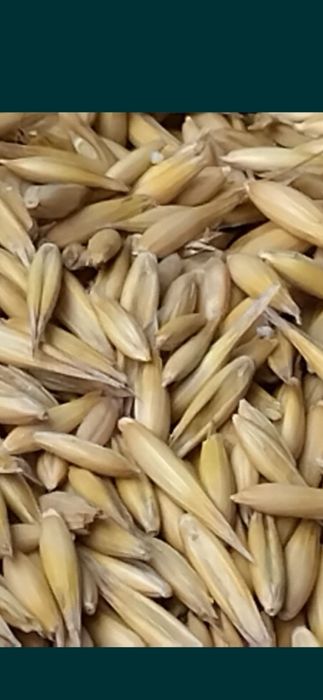 oczyszczone ozime zimowe wszystkie gatunki transport wysyłka osobisty