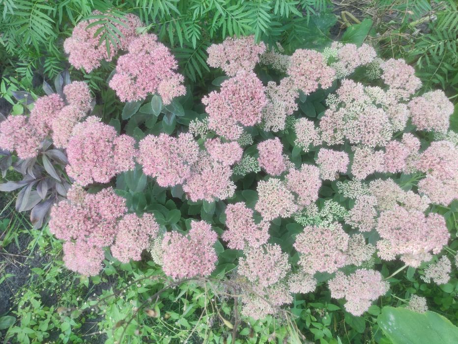 Обмен цветов,хмель