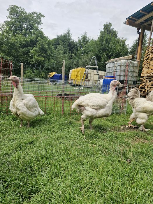 Indyki mięsne z wolnego wybiegu BIG 6 oraz gesi