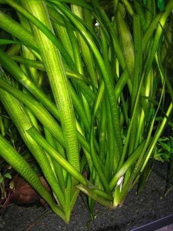 Vallisneria Gigantea