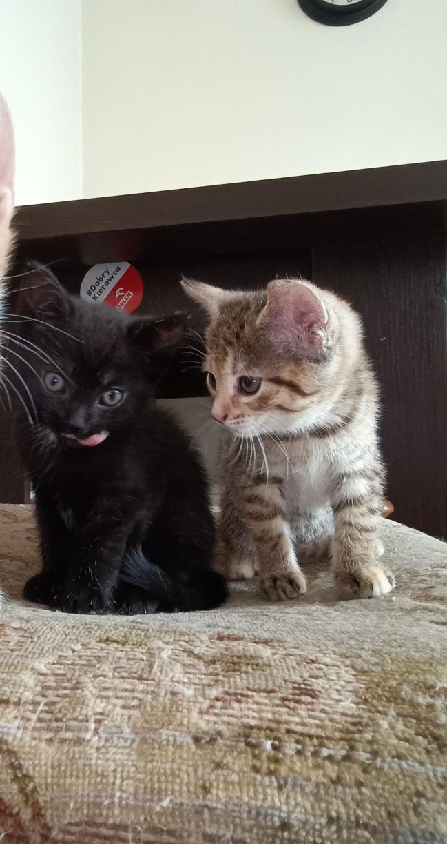 Kotki do adopcji
