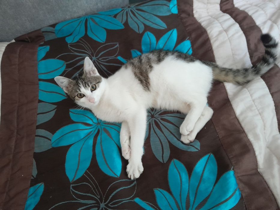 Oddam kotkę w dobre ręce