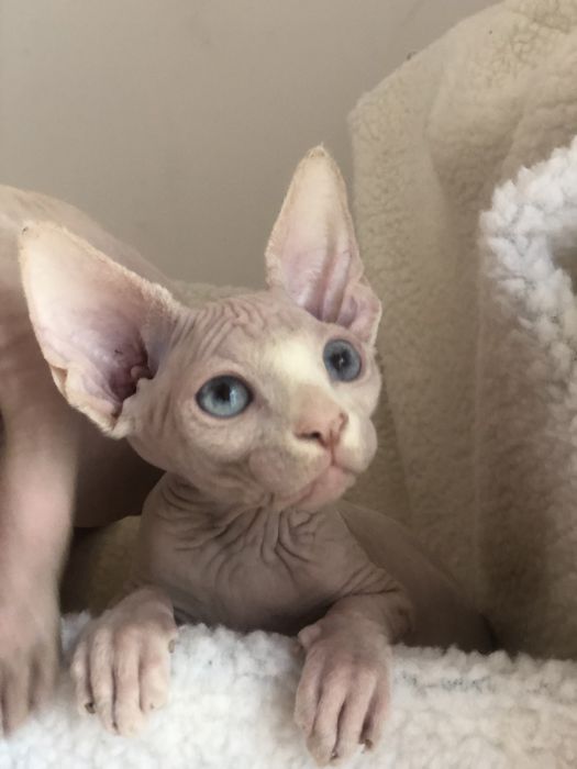 Котенок мальчик канадик