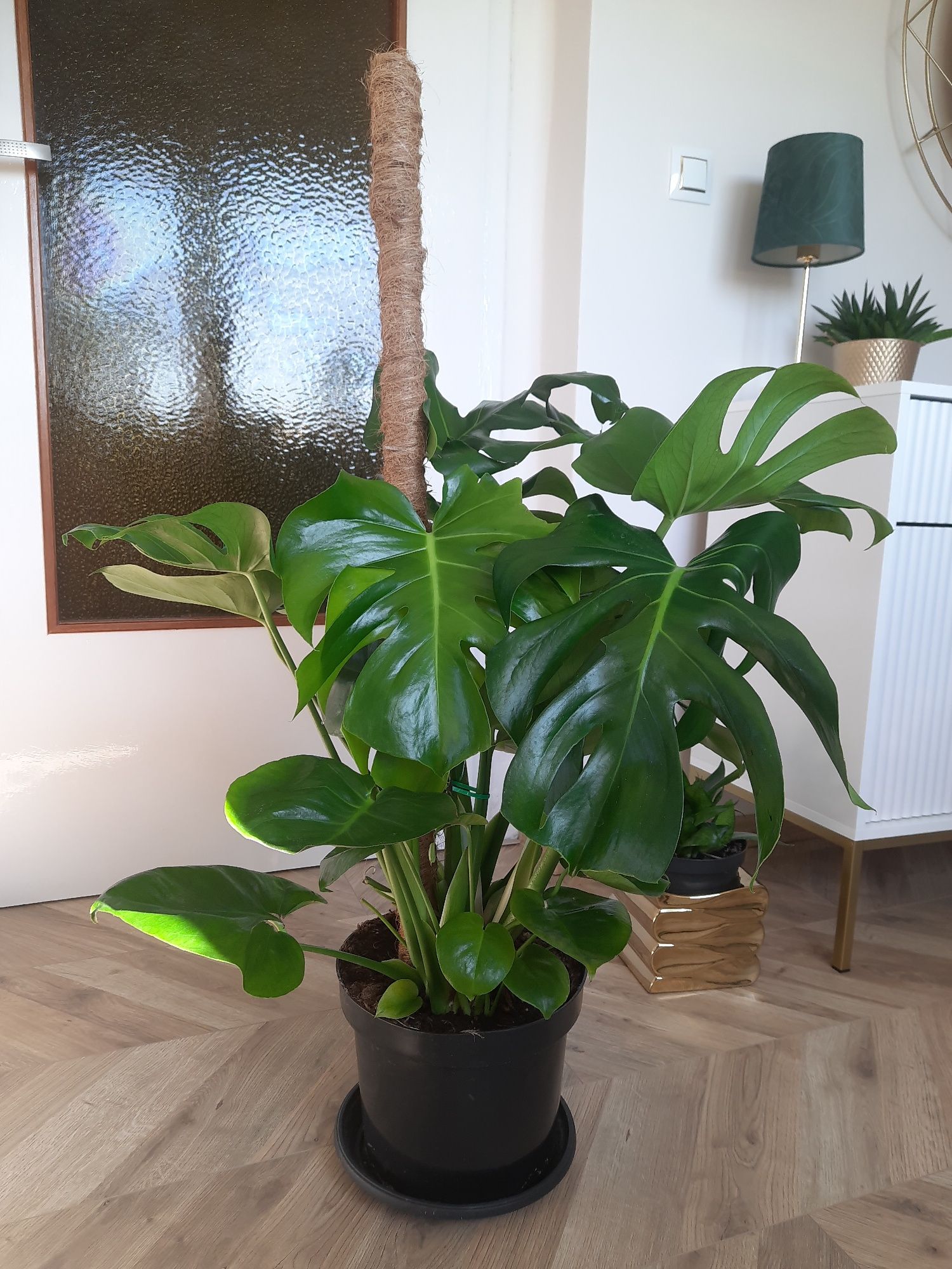 Monstera deliciosa