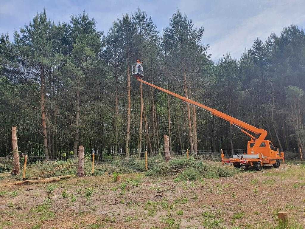 WYCINKA DRZEW ,frezowanie pni ,podnośnik koszowy 22m ,zwyżka ,rębak