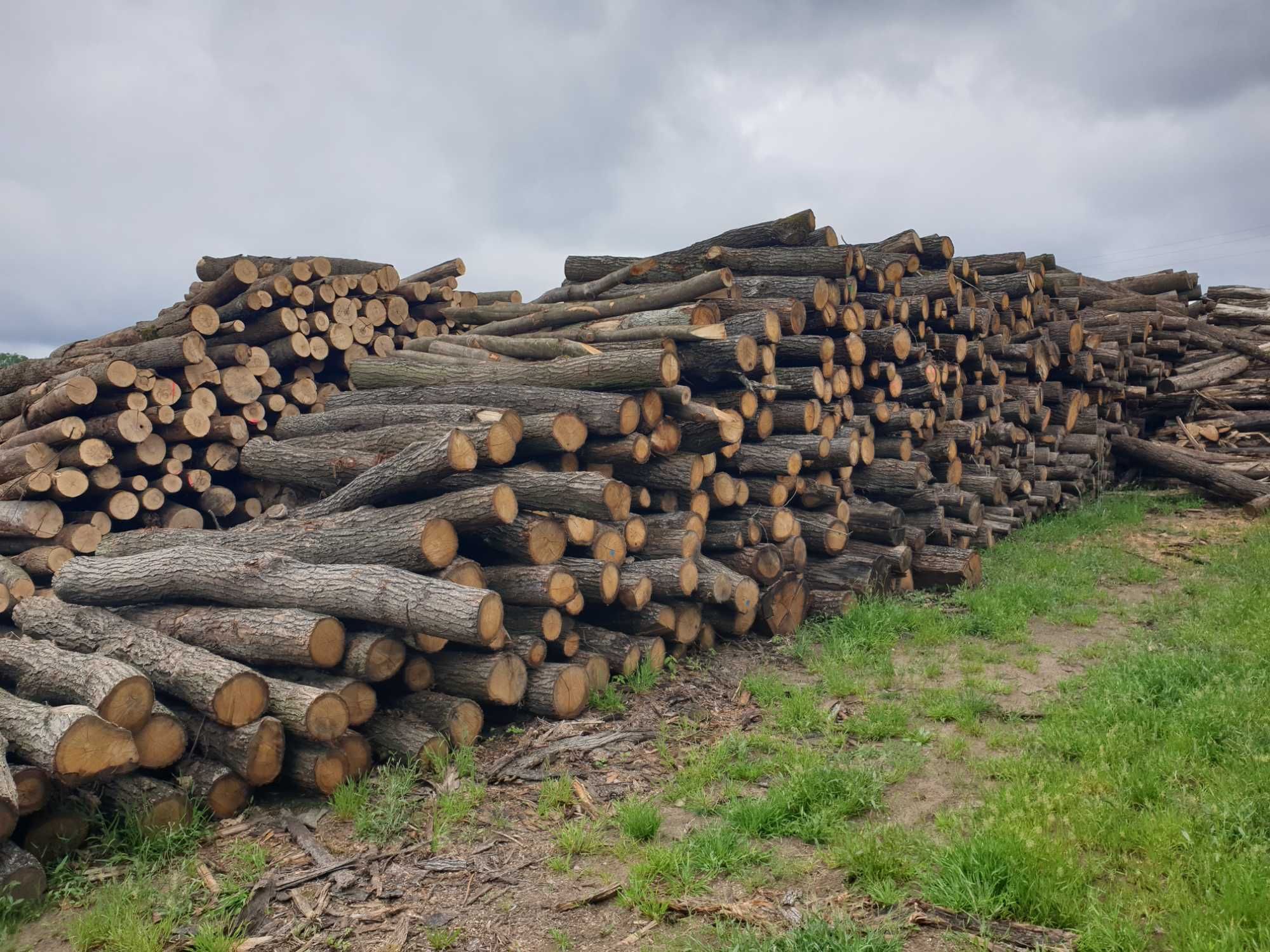 DrewKom Drewno kominkowe DĄB w kłodzie dl. 2,5m S2a S2b transport HDS