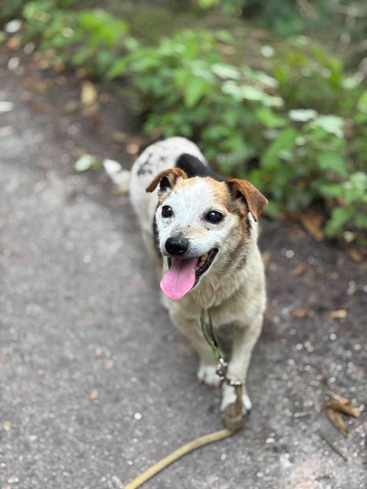 Maleńki energiczny Złomek w typie jrt do adopcji