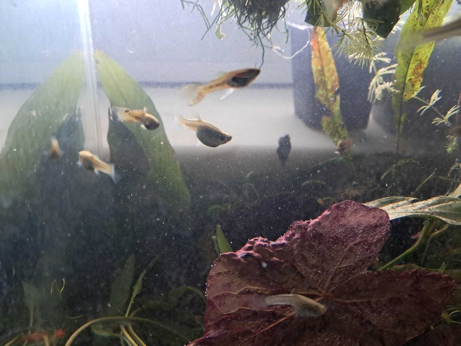 Guppys endler lindos - trio