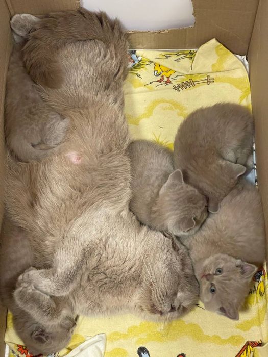 Шотландські висловухі кошенята/scottish fold