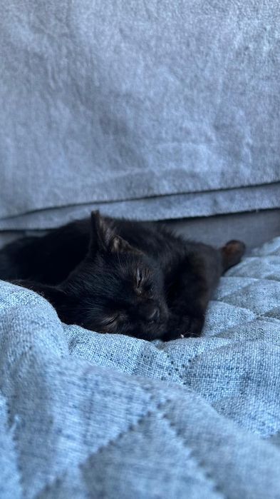 4 miesięczny kochany kociak dziewczynka szuka domu