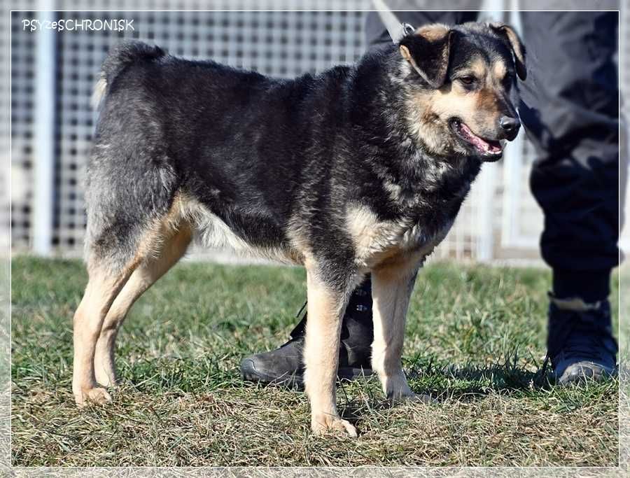 Lizak – wpatrzony w człowieka kundelek nie traci nadziei na dom