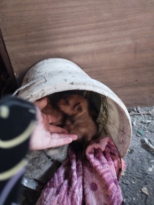 Tanho pincheres interessados deixem mensagem