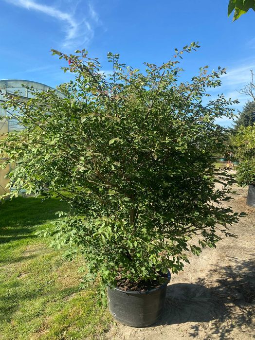 Trzmielina oskrzydlona EUONYMUS 150-175 cm
