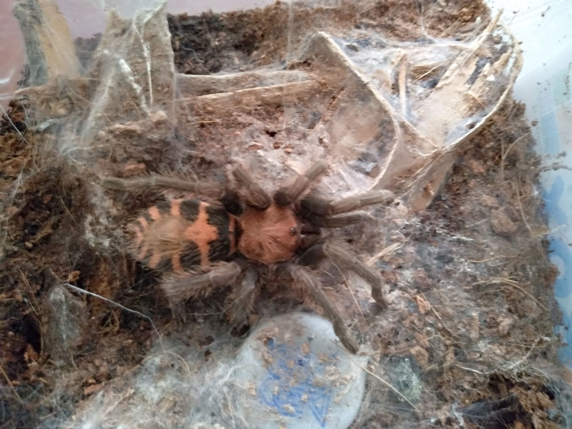 Brachypelma hamorii, Grammostola pulchripes,Davus pantaloris