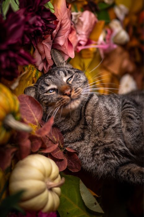Tulaśny Amonek już długo czeka w schronisku