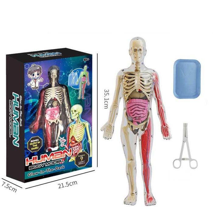 Набор 3D-анатомия человека. Детский набор, каждый орган можно достать