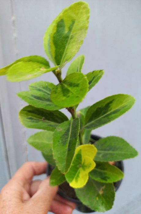 Бруслини (бересклеть) + один самшит