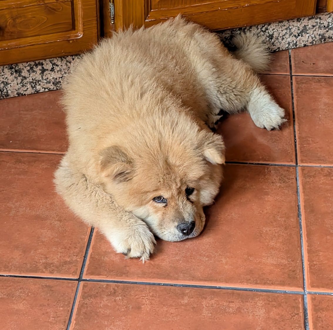 Chow chow 3 meses