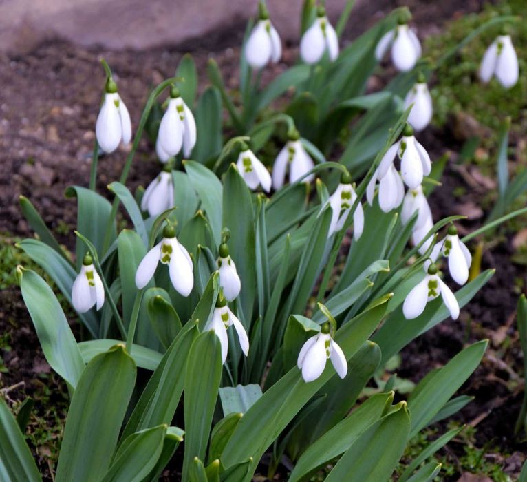 Przebiśnieg Elwesii