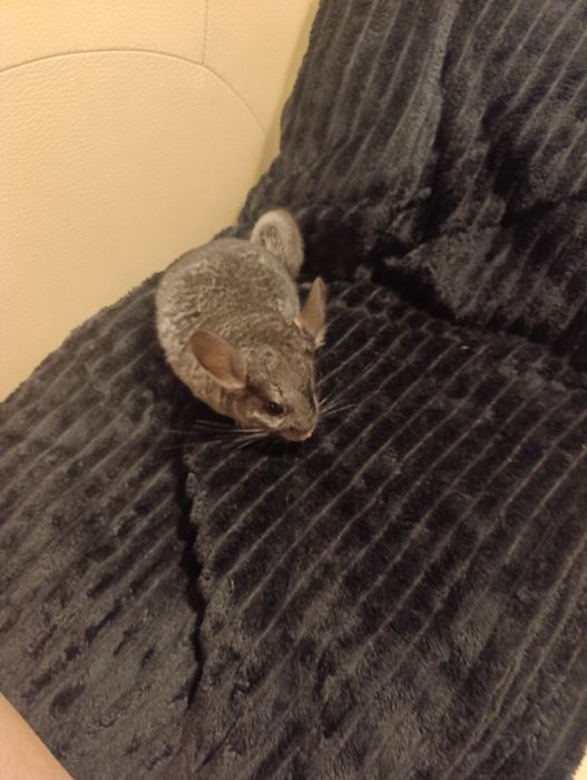 Szynszyla młoda oswojona