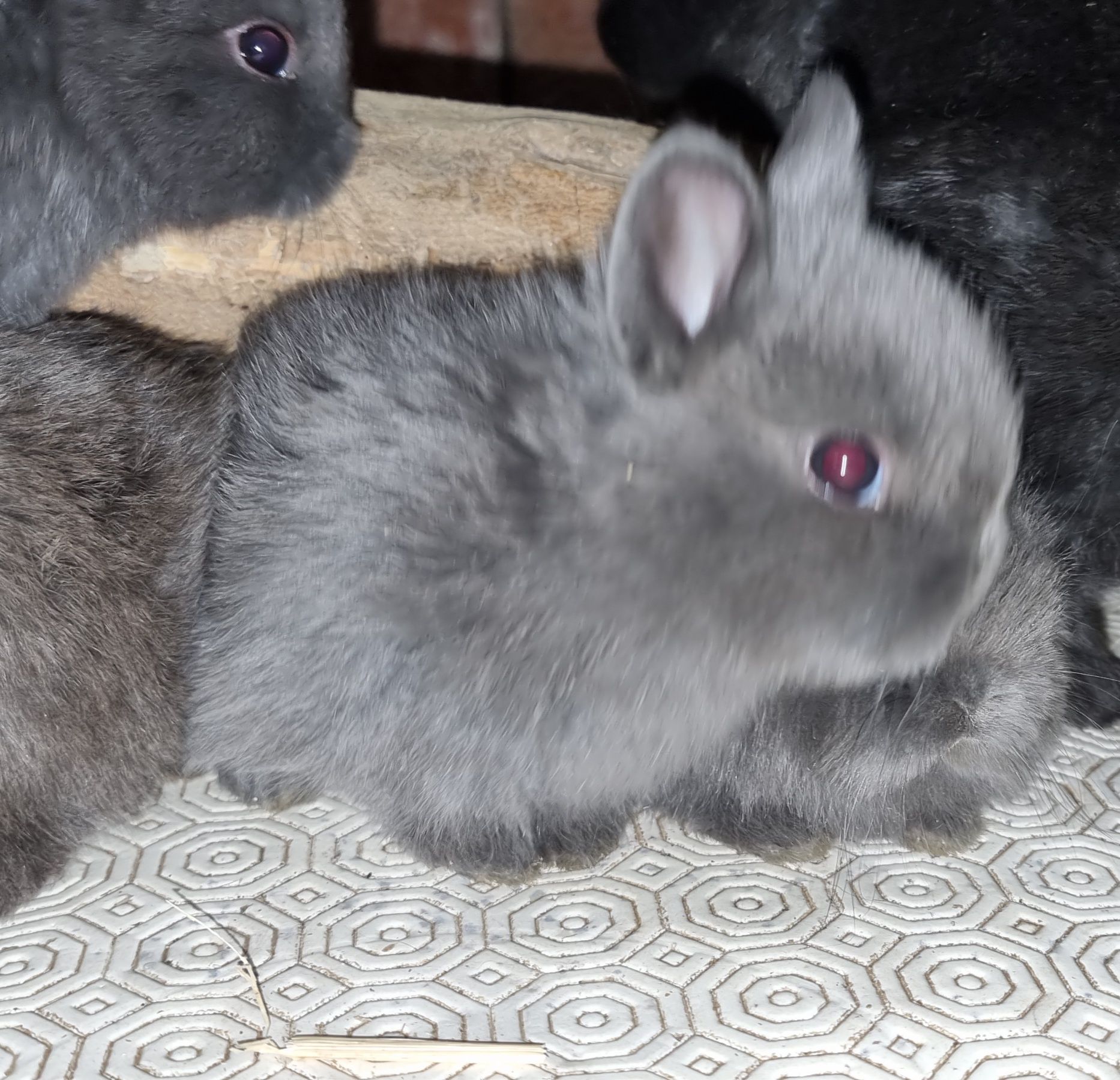 Coelhos anões de raça pura vacinados