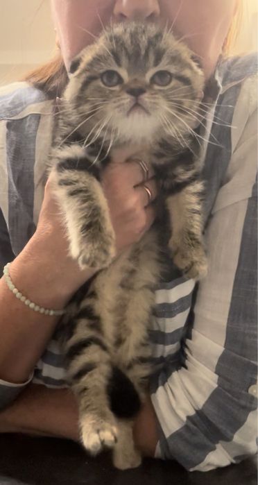 Шотландський висловухий котик