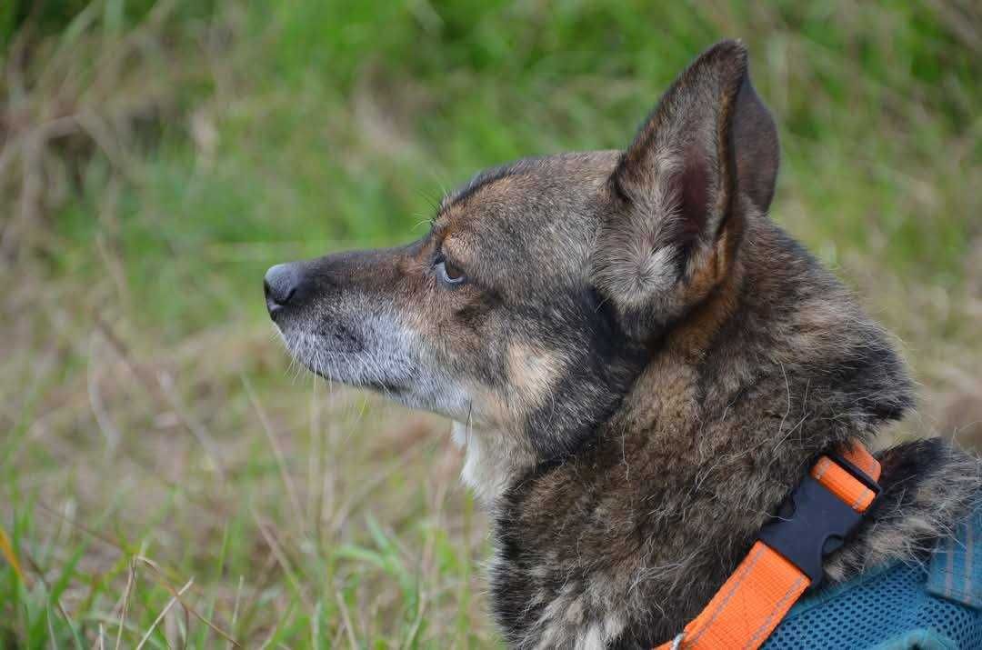 Malutki, kochany Frank do adopcji!