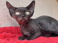 Devon rex kotka do hodowli