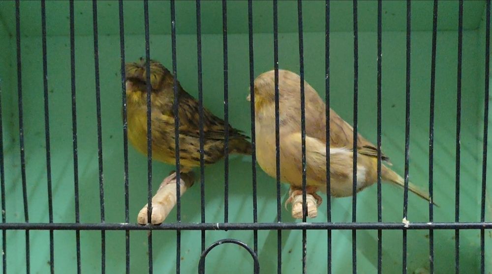 Canários Gloster de linhagem campeã