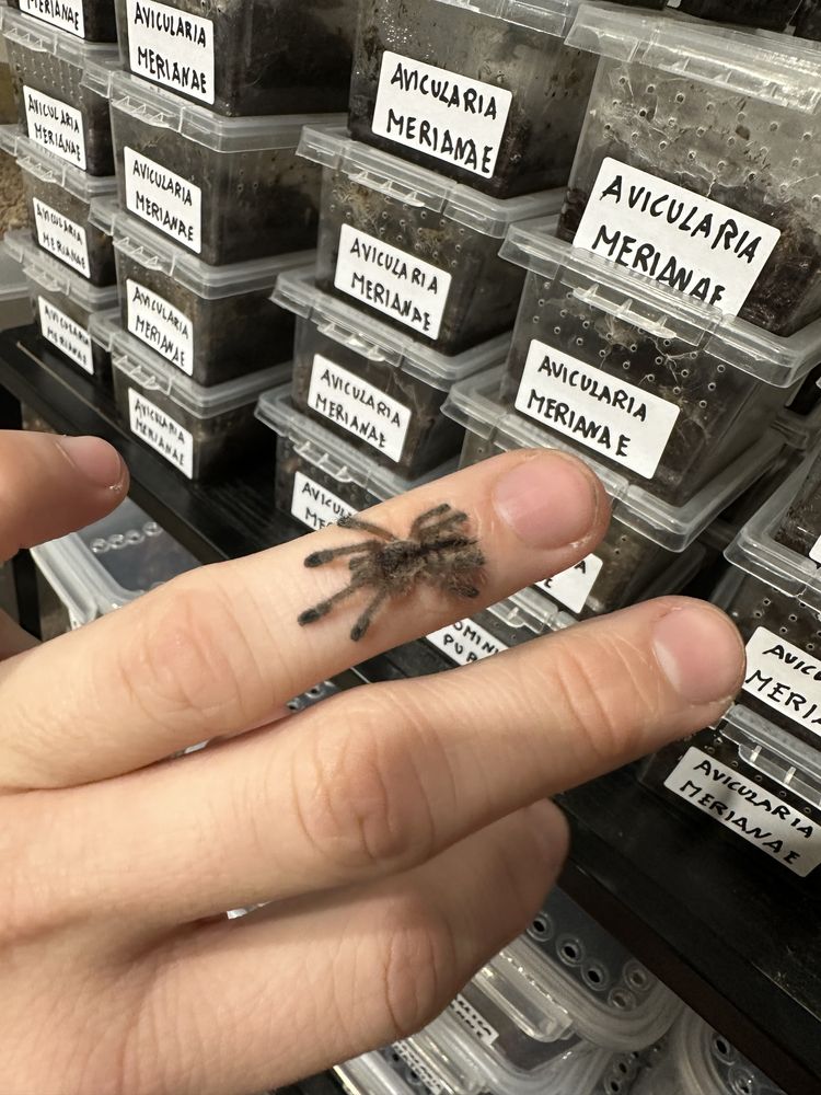 Avicularia merianae L5