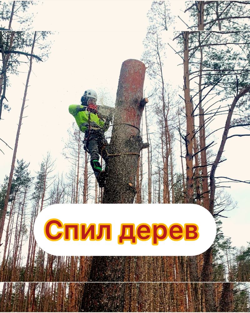 Спил деревьев дешево