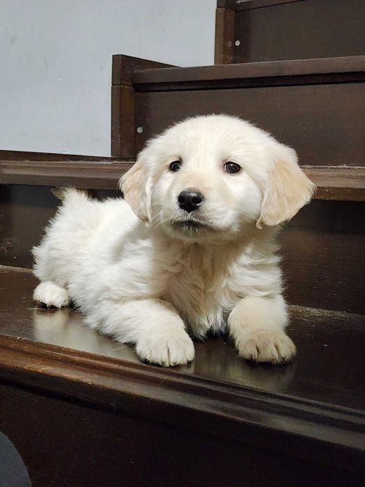 Голден хлопчики самостійні