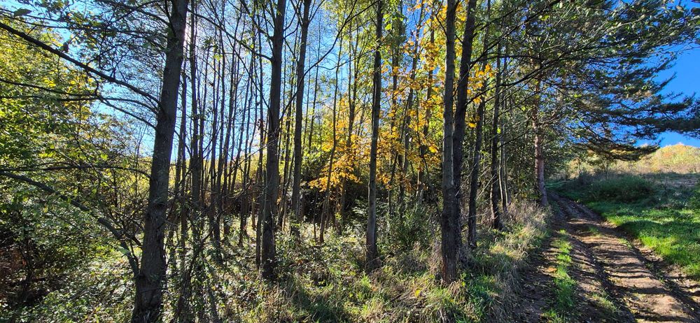 Na sprzedaż działka 56 arów  Żyznów