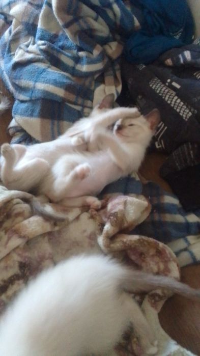 сіамські кошенята