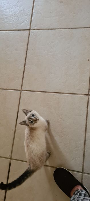 Gatinha 3meses siamês muito meiga