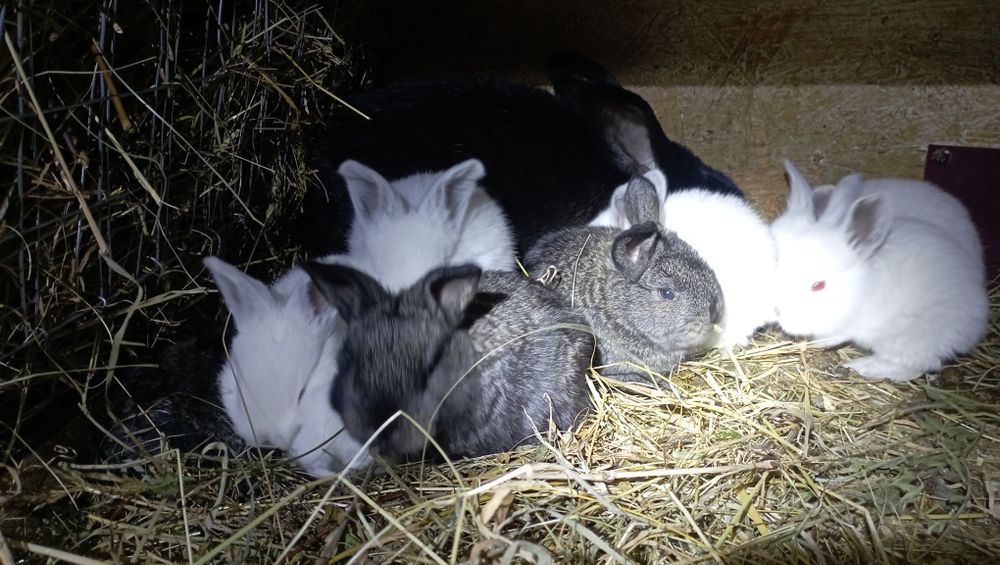 Продом кролики Каліфорнійці