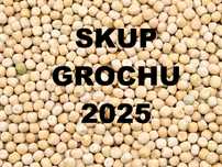 Groch nowe zbiory 2025