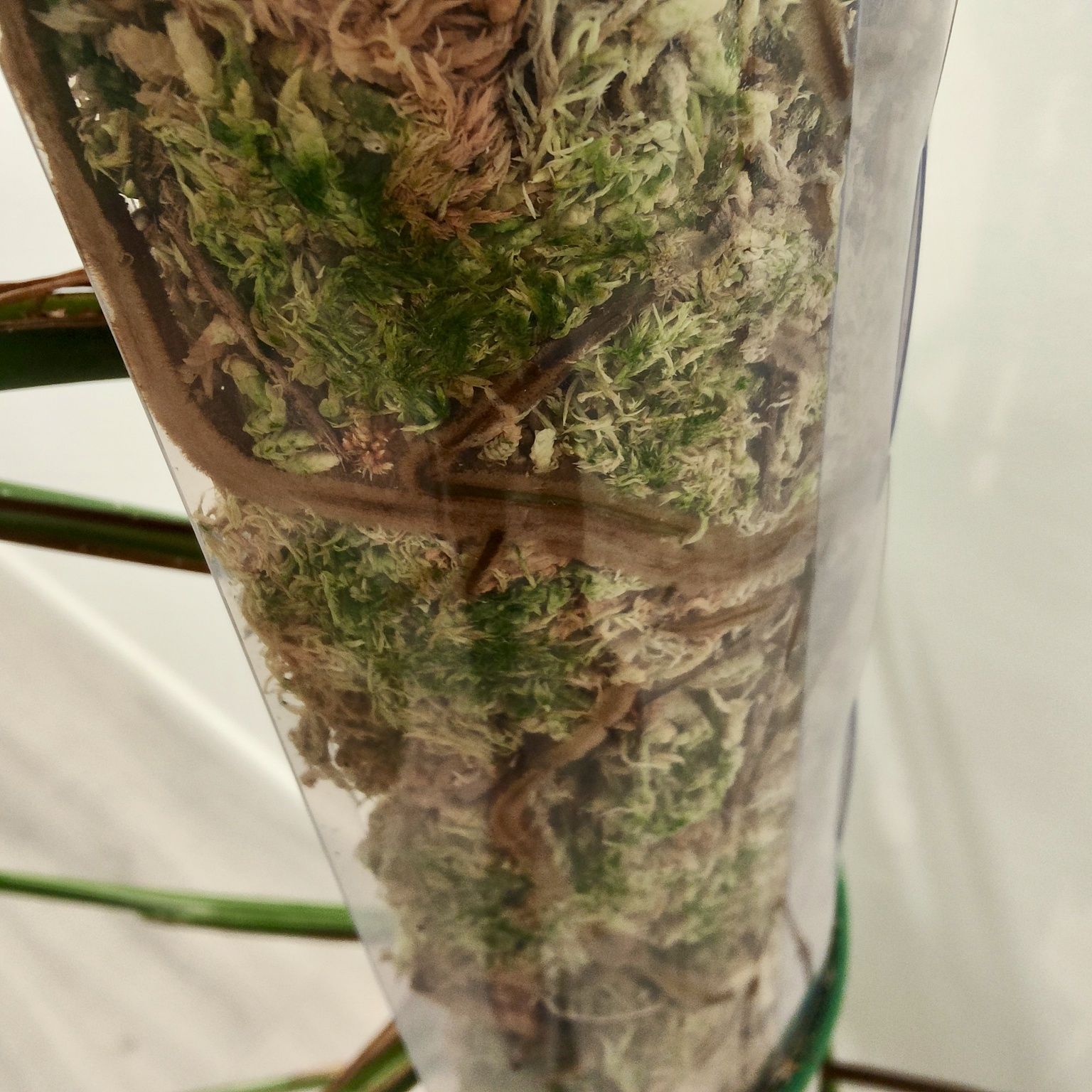 Monstera Albo Variegata XXL – 135cm | Planta Rara e Estável