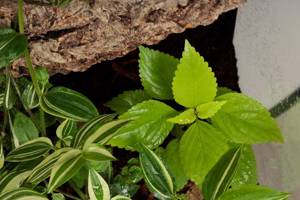 Paludarium vivarium terrarium gekon
