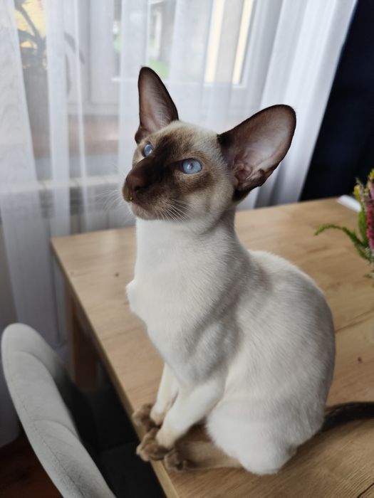 Kocurek orientalny syjamski rodowód Fpl